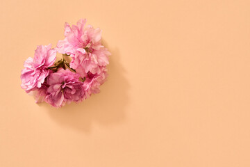 Pink kwanzan cherry blossom on orange background