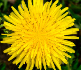 タンポポ © kojiinu portfolio