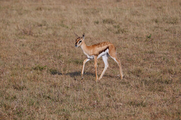 Naklejka na ściany i meble Young Thomson's gazelle walks through grass in the Maasai Mara