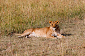 Lioness laying down in the grass in the Maasai Mara