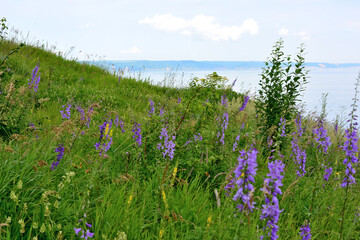 A field with purple flowers of bluebells in the grass on the hill with river on horizon 