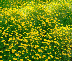 Summer landscape with yellow flowers of buttercup on meadow. floral natural abstract background. Buttercup is caustic (Ranunculus acris), perennial herbaceous plant with golden  flowers.