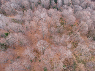 Leafless trees mixed forest in late autumn above aerial drone shot