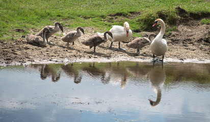 Swan with chicks near the river.