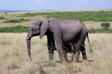 Naklejka na ściany i meble Elephants walk through grass in the Maasai Mara, Kenya