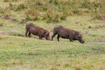 Two warthogs kneel to graze in grass at the Maasai Mara in Kenya