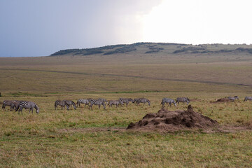 Plains Zebras graze on grasses in the Maasai Mara National Reserve, Kenya, with a termite mound in the foreground