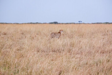 Cheetah stands in the grass in the Maasai Mara, Kenya