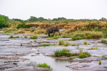 Fototapeta na wymiar An elephant crosses a rocky river bed in the Maasai Mara