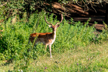 Fallow Deer (Dama dama) on a meadow or in a forest in the Czech Republic