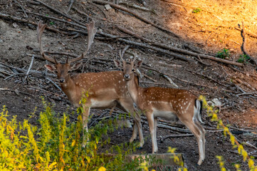Fallow Deer (Dama dama) on a meadow or in a forest in the Czech Republic