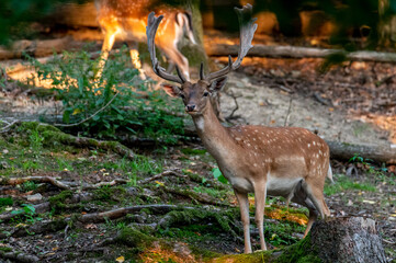 Naklejka na ściany i meble Fallow Deer (Dama dama) on a meadow or in a forest in the Czech Republic