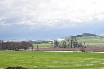 Thürer Wiesen im Schnee 03/2023, Sumpfland mit Reed