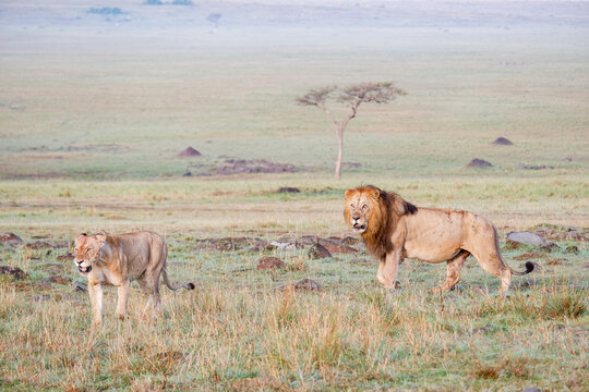 Male & female lions walk across grasslands in the Maasai Mara, Kenya