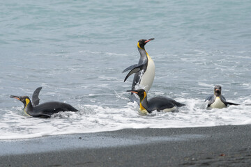 Fototapeta na wymiar King penguins on the beach