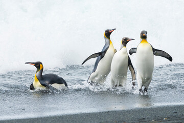Fototapeta na wymiar King penguins on the beach