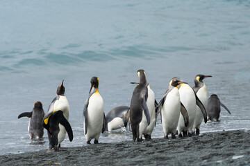 Obraz premium King penguins on the beach