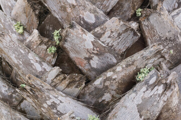 Textured beige palm trunk with pale green lichen close up