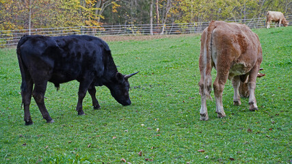 Cows on a pasture in Franconian Switzerland