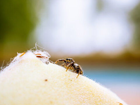 araña saltarina de perfil subiendo por una planta con pelusa de colo blanco