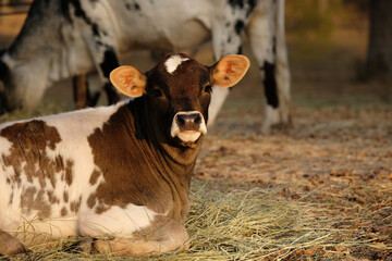 Curious face of funny spotted calf on beef farm with copy space on background.