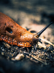 babosa anaranjada con de talle del neumostoma y los cuernos oculares y sensoriales y la quilla y el manto