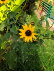 Sunflower, Sun Flower, सूरजमुखी 