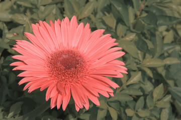 Salmon peach pink flower bloom closeup macro. soft warm faded botanical background, retro vintage...