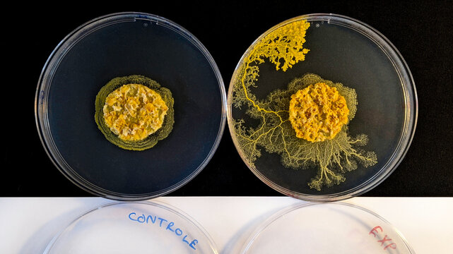 Physarum polycephalum, exp&eacute;rience avec un Blob contr&ocirc;le et un Blob exp&eacute;rimental dans des bo&icirc;tes de Petri