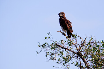 Eagle perches in a tree in the Maasai Mara