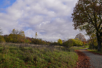 beautiful tree in the nature