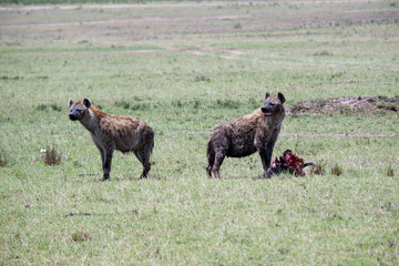 Spotted hyenas guard their lunch in the Maasai Mara
