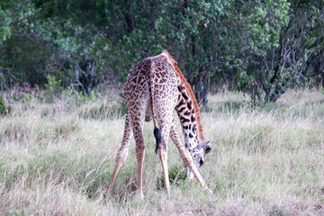 Baby giraffe grazes on grass in the Maasai Mara, Kenya