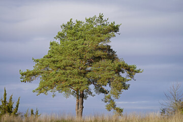 Obraz premium beautiful tree in the nature