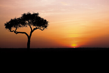Fototapeta premium Sunrise behind an iconic acacia tree in the Maasai Mara