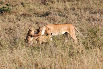 Two lion cubs play with mom in the Maasai Mara, Kenya