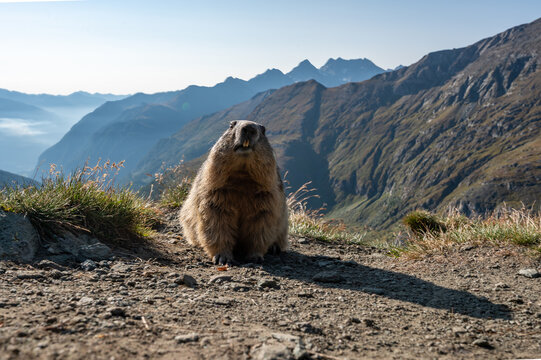 the alpine marmot sitting in the mountains near the Grossglockner mountain in autumn
in the Austrian Alps in the Hohe Tauern mountains