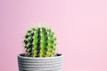 Green cactus in gray clay pot on pink background. Minimal creative stillife. Copy space