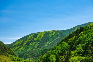 新緑の北アルプスの山