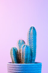 Neon Cactus. Green cactus in gray pot on pink background. Minimal creative stillife