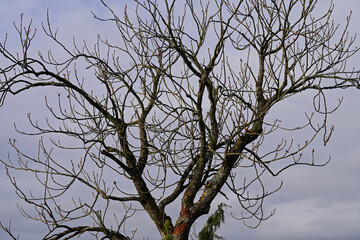 beautiful tree in the nature
