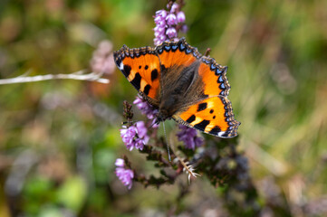 Fototapeta na wymiar The small tortoiseshell on a meadow in the mountains in autumn in the Austrian Alps in the Hohe Tauern