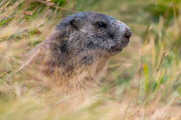 the alpine marmot sitting in the mountains in autumn with colorful blueberries
in the austrian alps in the hohe tauern mountains
