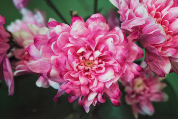 Beautiful pink chrysanthemums close up in autumn Sunny day in the garden. Autumn flowers. Flower head.