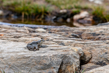 gray-blue frog sitting on a stone in the mountains
in the austrian alps in the hohe tauern mountains