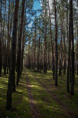 Forest path in a pine forest