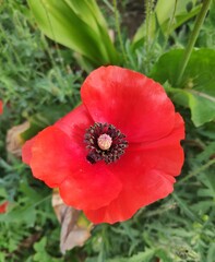 red poppy flower in garden