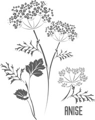 Anise stem with flowers vector silhouette. Pimpinella anisum medicinal herbal outline. Set of Anise plant wiith seeds contour for pharmaceuticals and cosmetology.