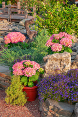 A background photo carries summertime freshness. Botanical floral setting with tender types of flowers blooming: Hydrangea and Hortensia decorated with plant pots, bright green background and rocks.