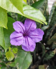 purple flower in the garden
